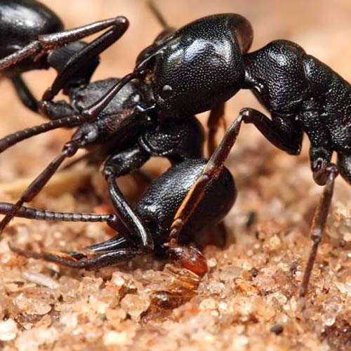 ants-1