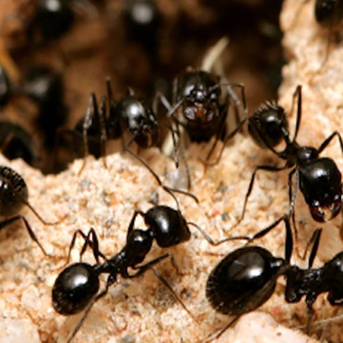 ants-3