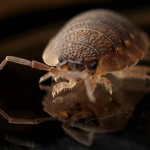 bed-bugs-1