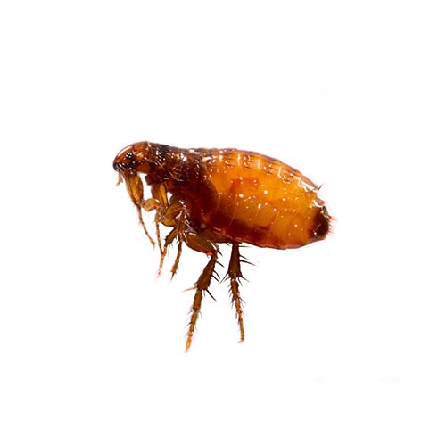 fleas-ticks-1
