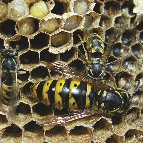 wasps-1