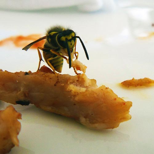 wasps-2